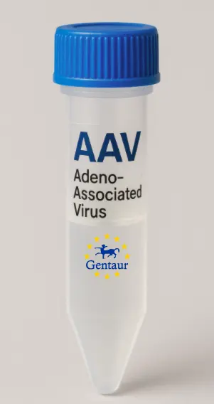 Rbmxrtl AAV Vector (Rat) (CMV)