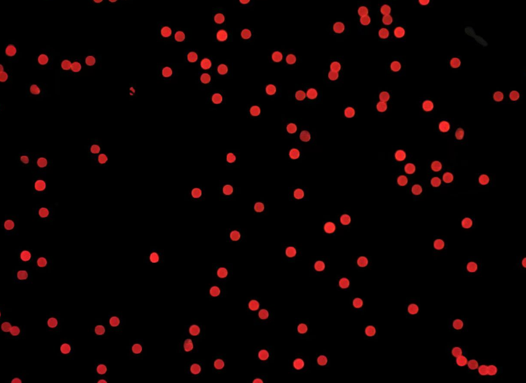 Red Fluorescent Particles, 600 nm-SA