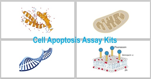[KS-CELL-300] Annexin V – Elab Fluor® Violet 500/7-AAD Apoptosis Kit