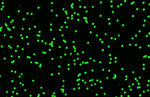 [AFG-2600-NH2] Green PS Fluorescent Particles, 26 um-NH2