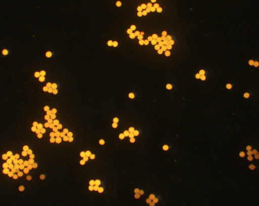 [AFO-0100-NH2] Orange PS Fluorescent Particles, 1 um-NH2